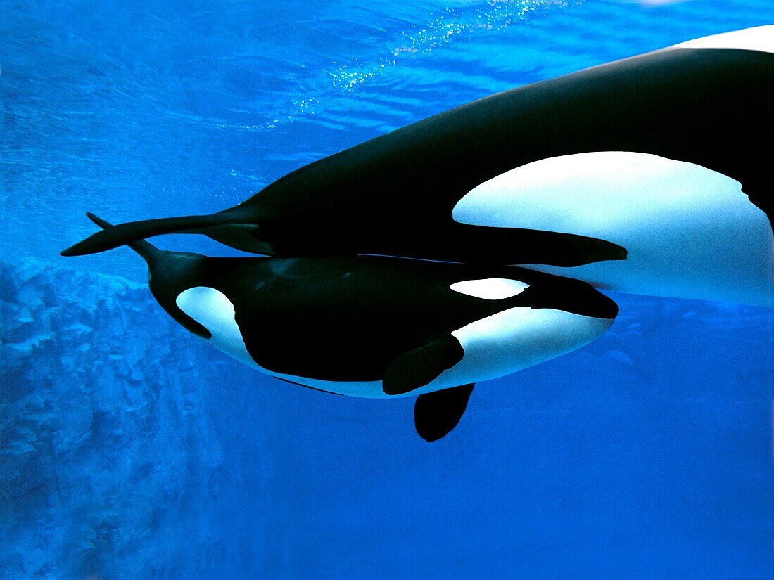 Killer Whale, orcinus orca, Mother with Calf
