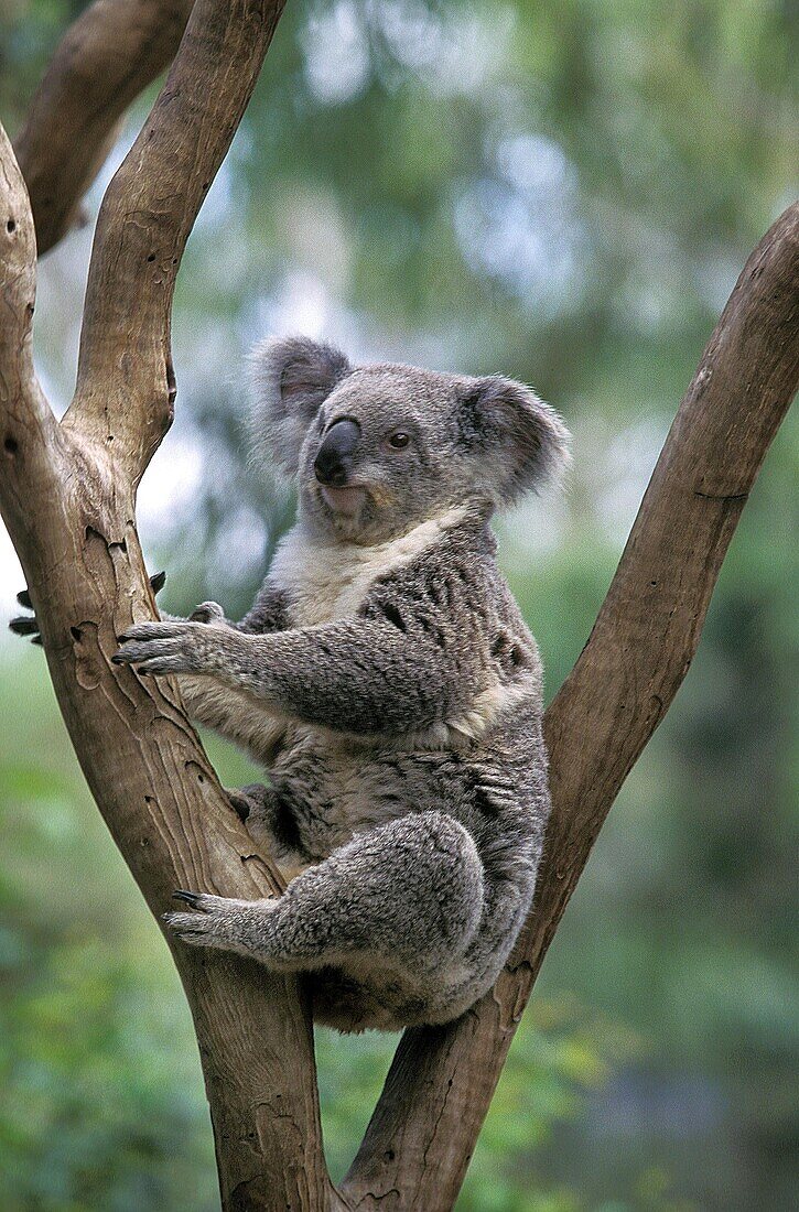 Koala, phascolarctos cinereus, Adult sitting on Branch, Australia