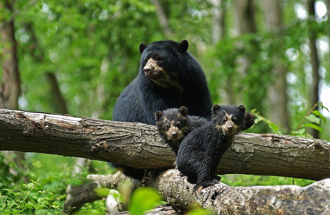 Spectacled Bear, tremarctos ornatus, Mother with Cub