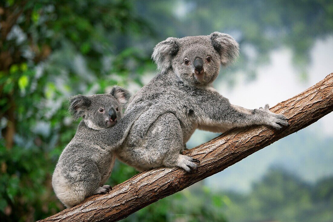 Koala, phascolarctos cinereus, Mother with Young standing on Branch