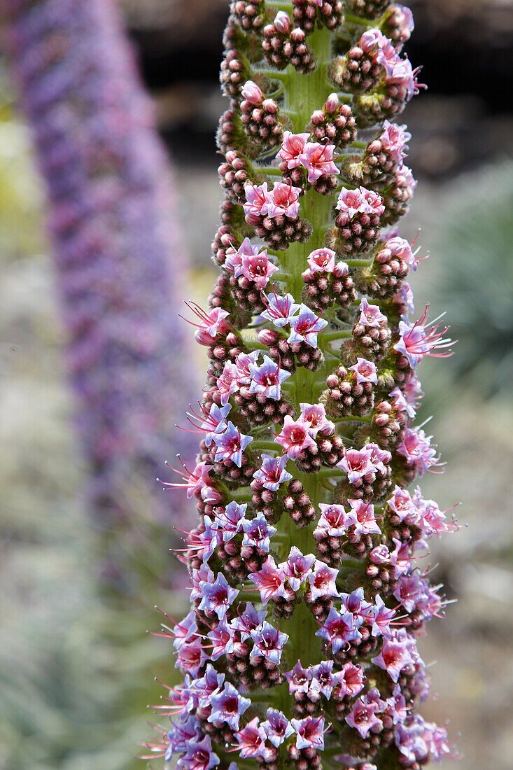 Echium wildpretii, Tajinaste, Nationalpark Caldera de Taburiente, La Palma, Kanarische Inseln, Spanien