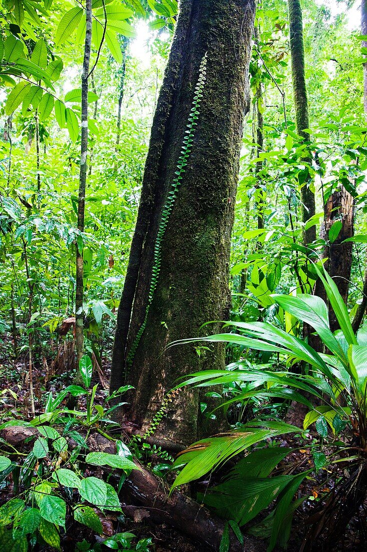 Corcovado National Park, Osa Peninsula, Costa Rica.