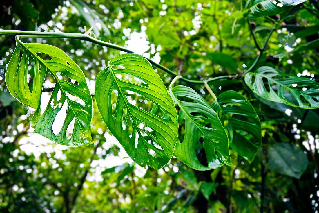 Monteverde Cloud Forest Reserve, Santa Elena, Costa Rica.