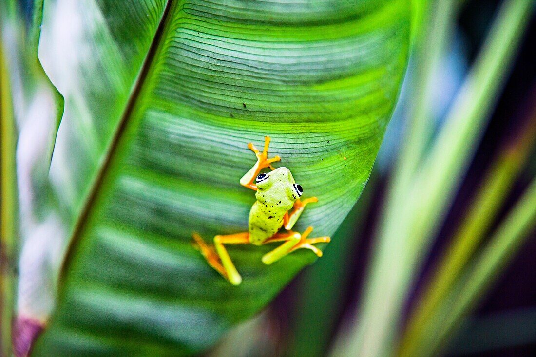 Frogs  Tortuguero National park, Limon province, Costa Rica.