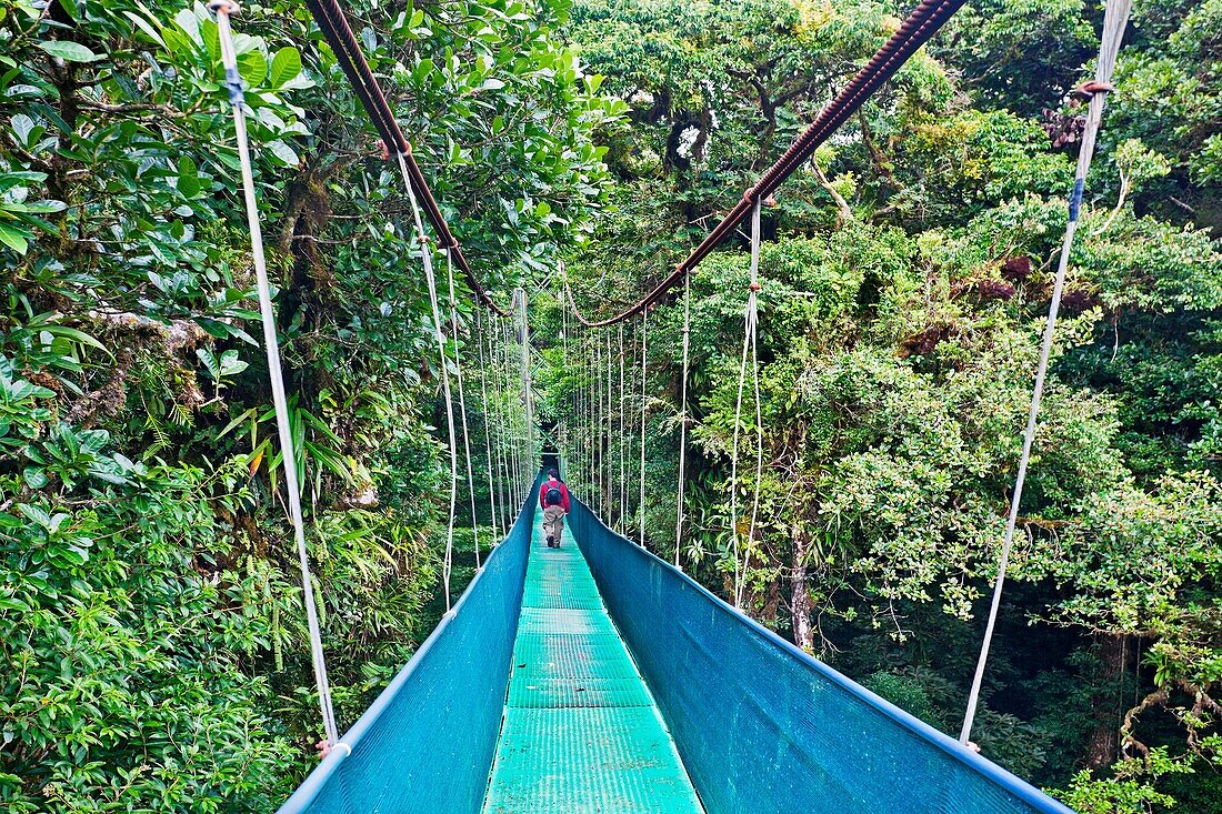 Sky walk over tropical forest, Monteverde Cloud Forest Reserve, Santa Elena, Costa Rica.