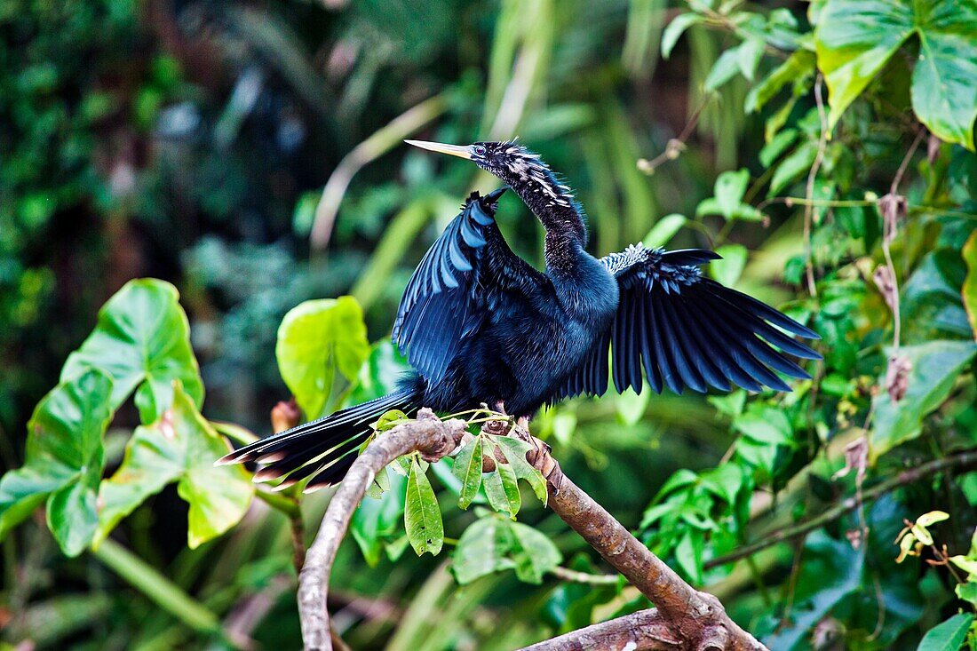 Darter or snake bird, Tortuguero National park, Costa Rica.