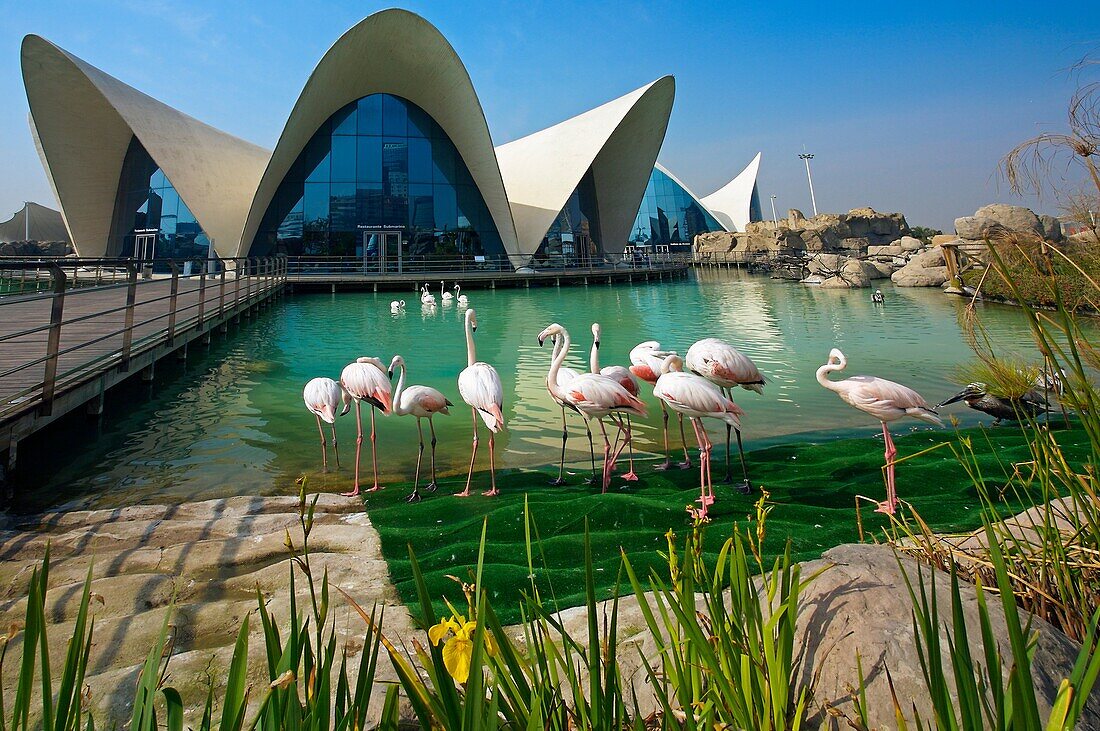 Oceanografic aquarium, City of Arts and Sciences by Santiago Calatrava  Valencia  Comunidad Valenciana, Spain.
