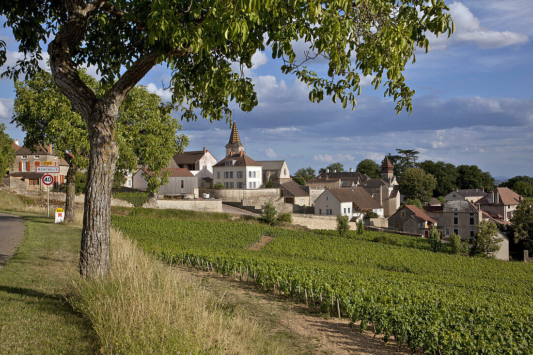 Route D23 In Front Of The Village And Vineyards Of Monthelie, The Great Burgundy Wine Road, Monthelie, Cote D’Or (21), France