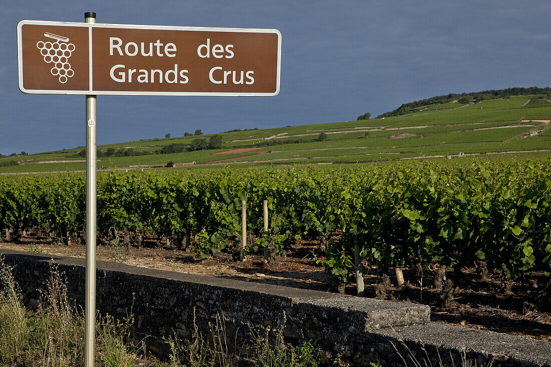 Sign Indicating The Great Burgundy Wine Road, Pommard, Cote D’Or (21), France