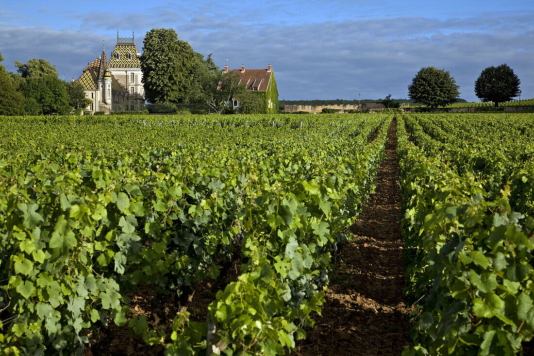 Corton Andre Chateau And Vineyards, The Great Burgundy Wine Road, Aloxe-Corton, Cote D’Or (21), France