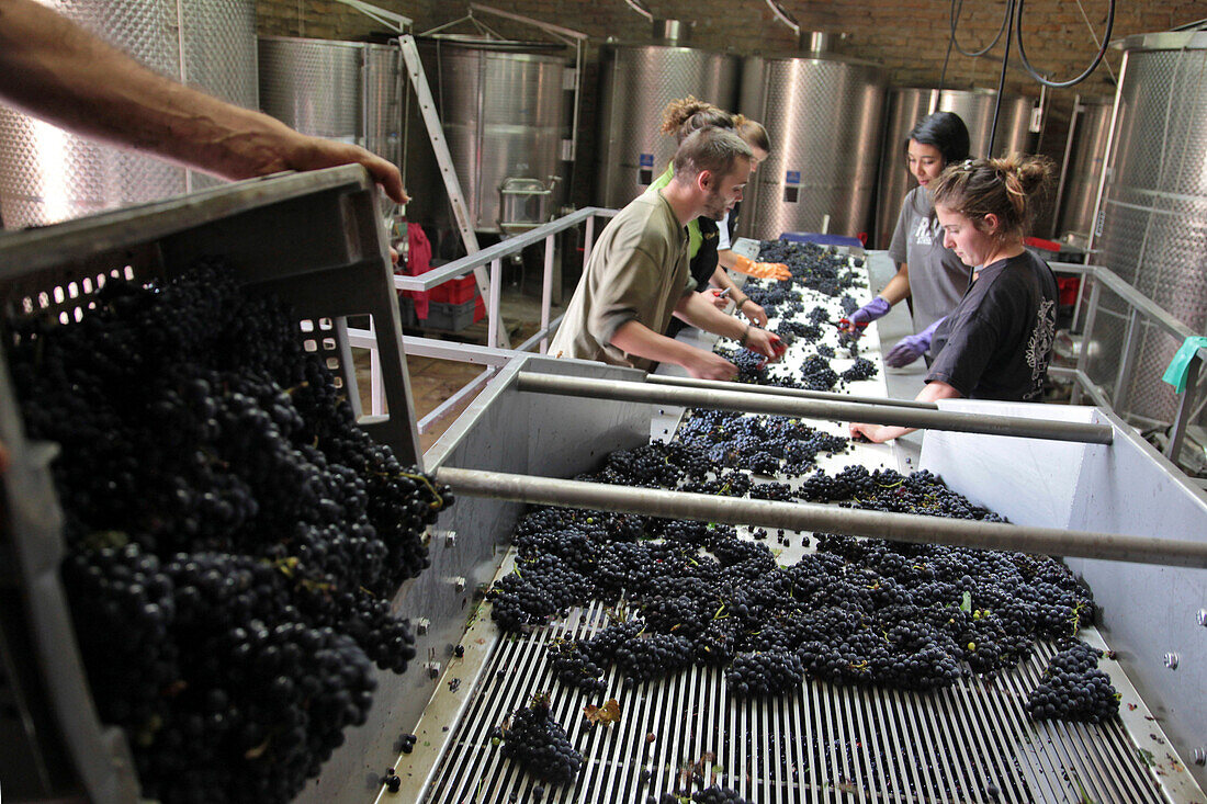 Hand Selection Of The Grapes On The Sorting Table, Reception Of The Grapes At The Wine-Making Cellar, Vinifiction, Pinot Noir Grapes, The Private Vineyards Of The Chateau De Pommard, Cote-D’Or (21), Burgundy, France