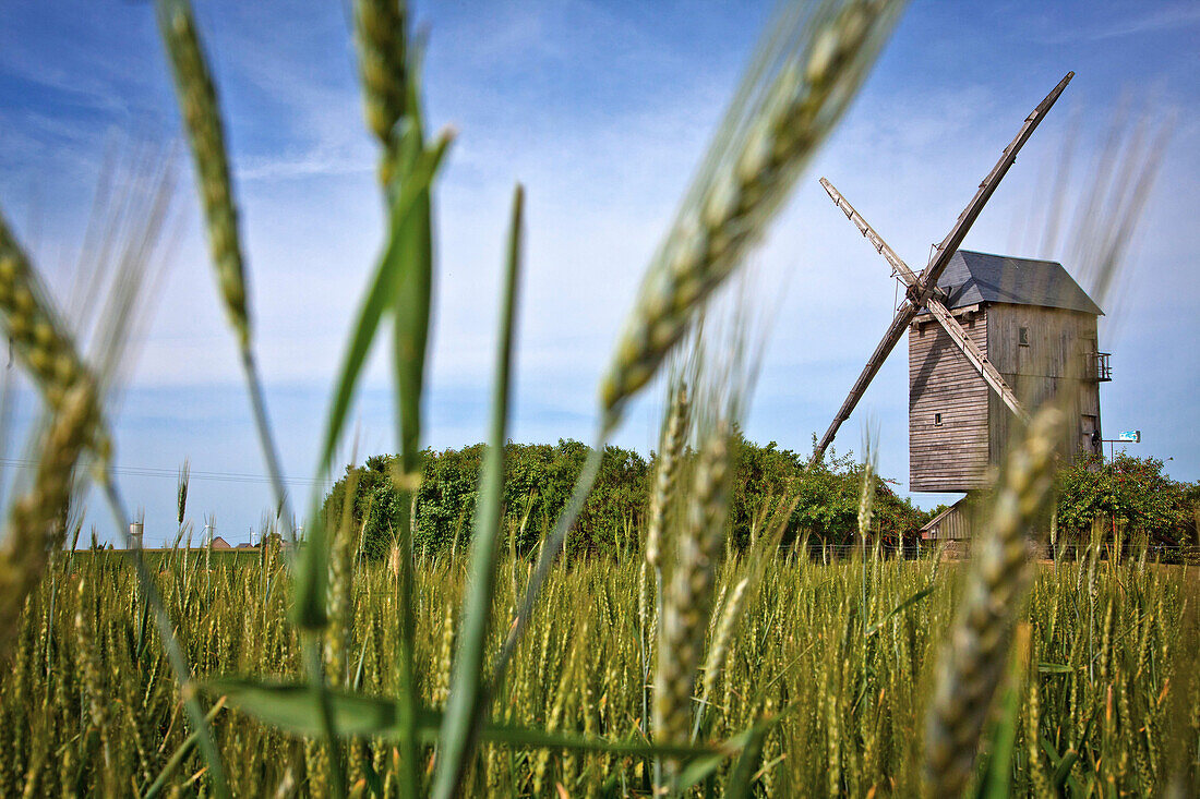Wheat Field In Front Of The 15Th Century Fernand Barbier Windmill, Levesville-La Chenard, Eure-Et-Loir (28), France