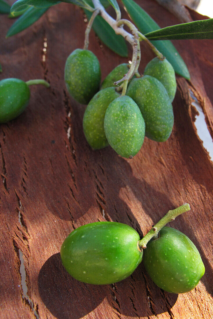 Fresh Olives Sitting On The Bark Of A Tree, Fruit Rich In Vitamins A And E, Corsica, France