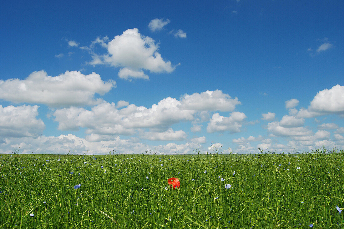 Poppies In A Field Of Flax Flowers