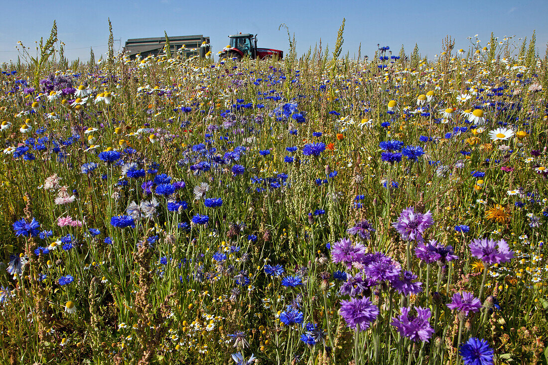 Tractor Passing Near A Plot Of Flowering Fallow Land