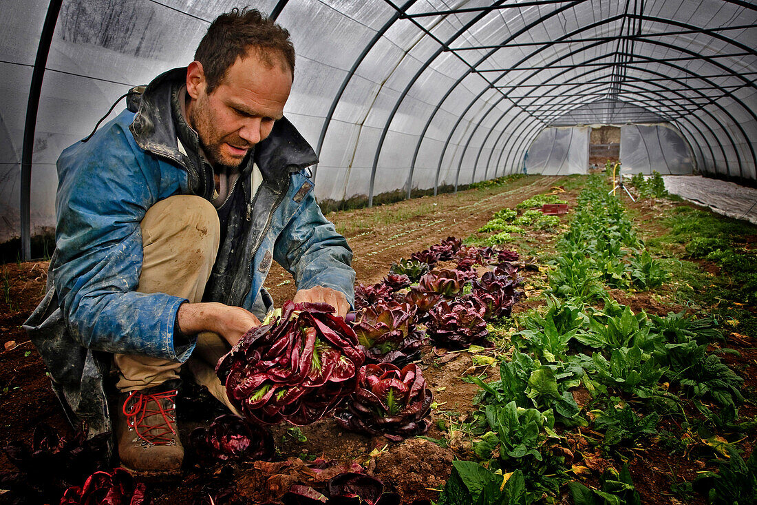 David Fortin In His Greenhouse With His Lettuces, Organic Market Gardener Living In The Creuse After Being A City Dweller In Bordeaux, France