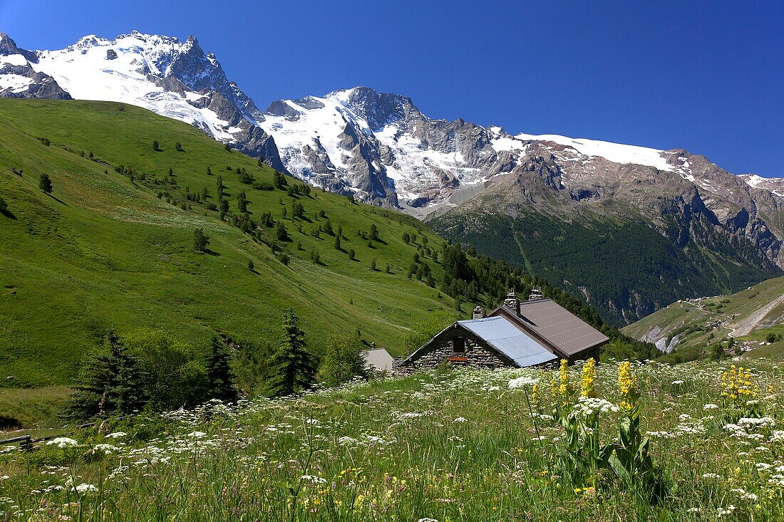 France, Hautes-Alpes (05), the Ecrins massif, mountain chalets and flower meadows in summer