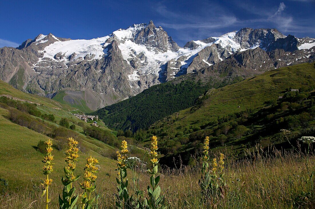 France, Hautes-Alpes (05), the Ecrins massif, Meije landscape of the Massif of Meige, gentians in bloom