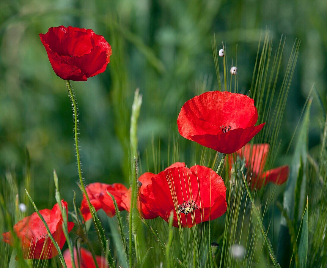 France, Flower Poppy (Papaver rhoeas), close-up shot