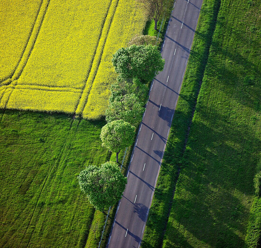 France, landscape, agriculture, graphic rape fields, shaft alignment, road, (air photo)