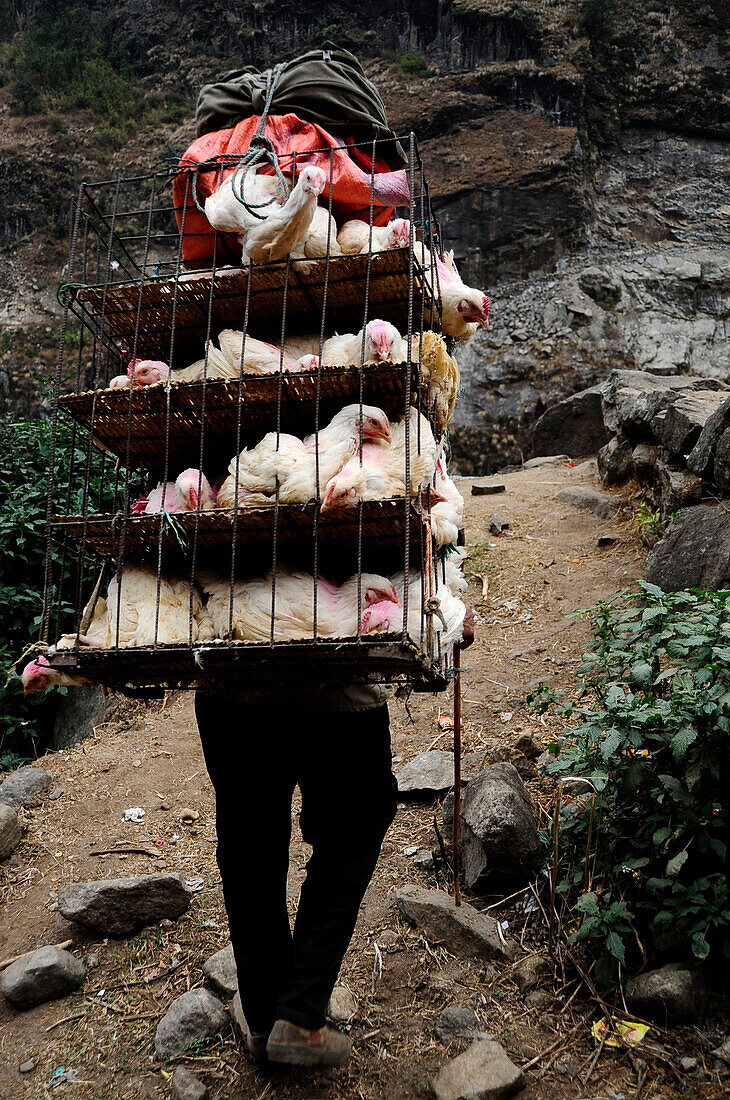 Nepal Annapurna ring man carrying on his back cages full of chicken