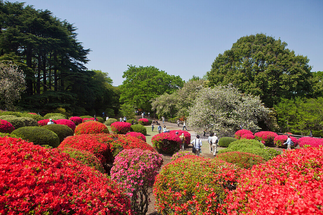 Japan, Tokyo City, Shinjuku District, Shinjuku Gyoen Gardens, azaleas