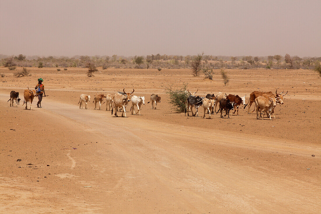 Western Africa, Mauritania, Sénégal river valley, Kaedi