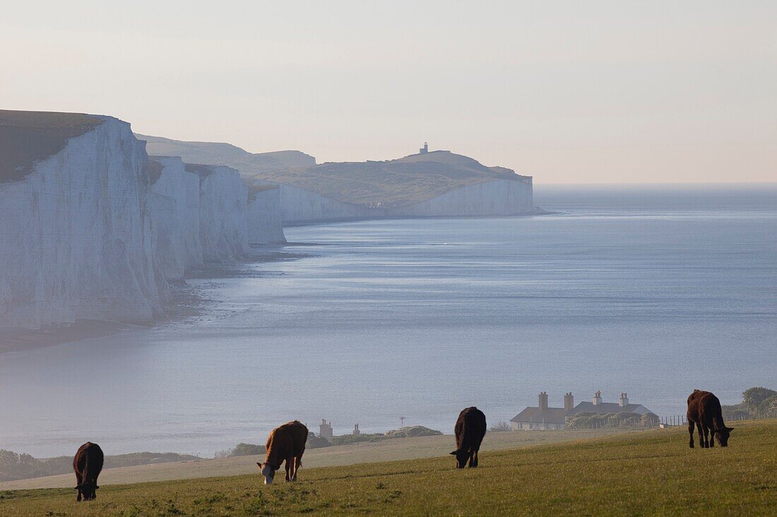 England,Sussex,Eastbourne,Beach and the Seven Sisters