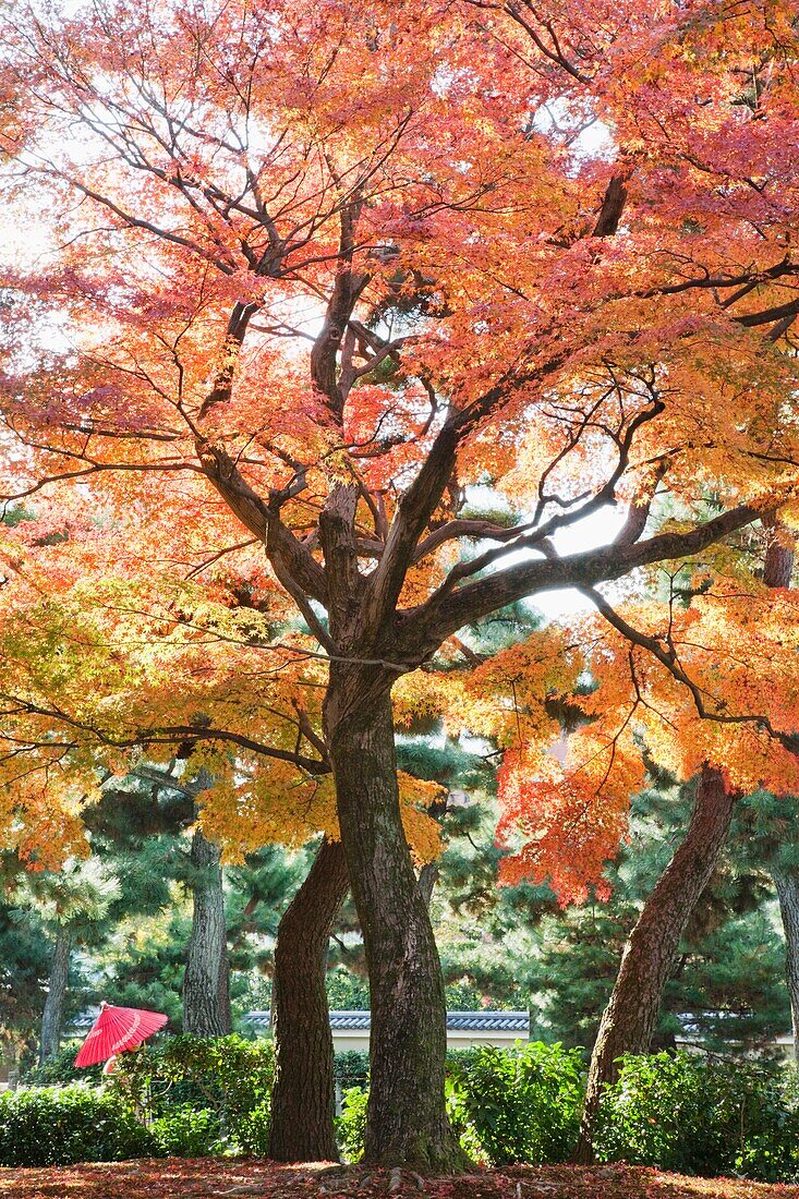 Japan,Kyoto,Kennin-ji Zen Temple,Autumn Leaves in the Temple Grounds