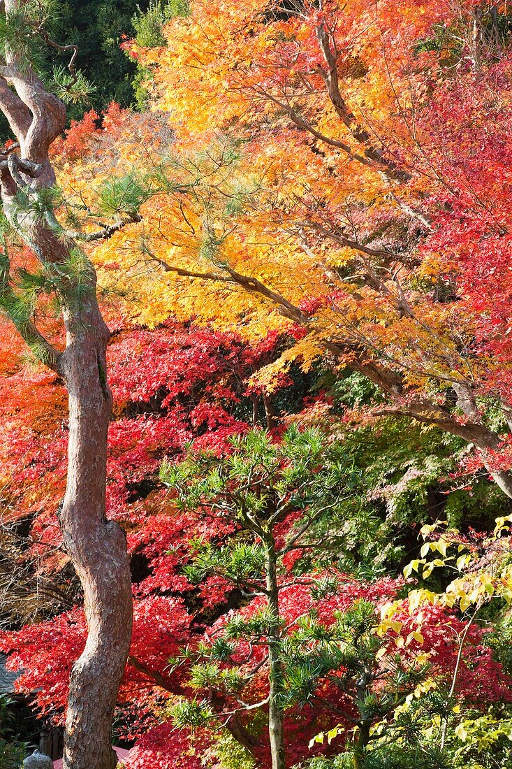 Japan,Kyoto,Arashiyama,Nison-in Temple,Autumn Leaves