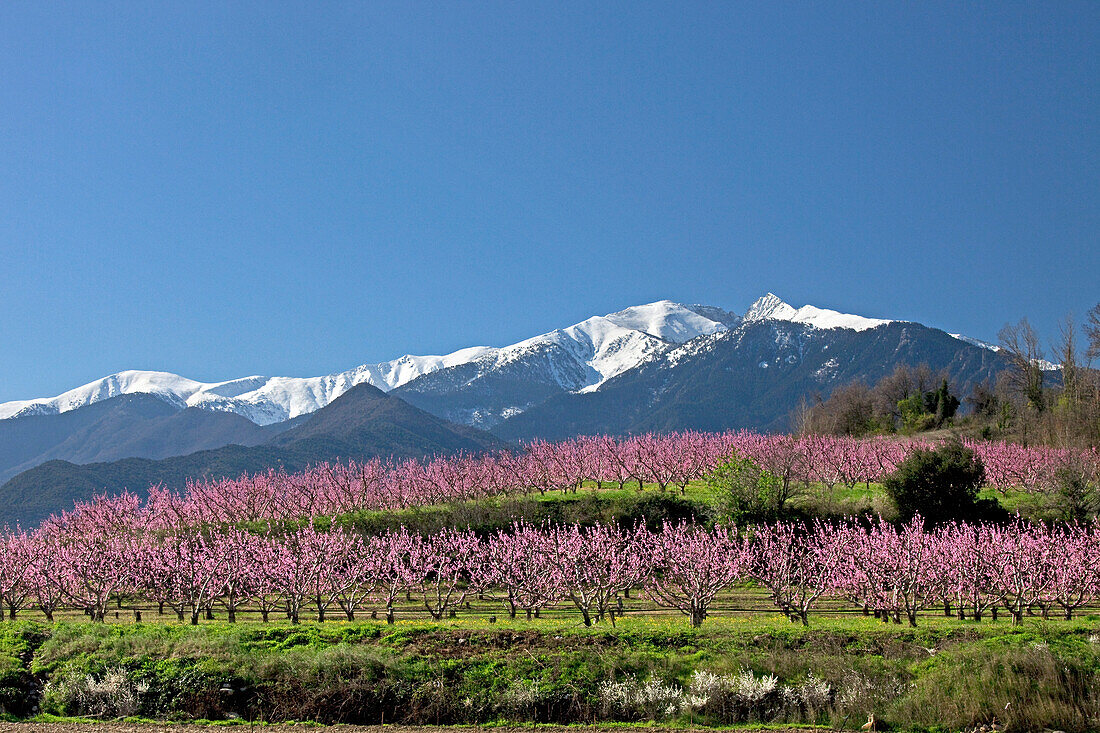 France, eastern Pyrenees  blooming peach trees in front of Mont Canigou