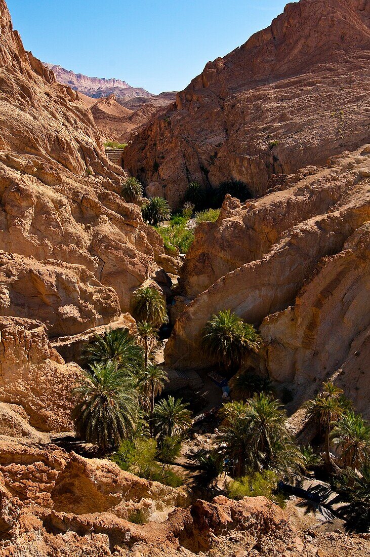 North Africa, Tunisia, Tozeur province, Mountain oasis, Chebika, the oasis grows thanks to the oued giving water to palm-trees
