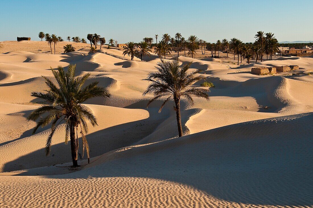 North Africa, Tunisia, Kebili province, the village of Zaafrane stuck in the sand