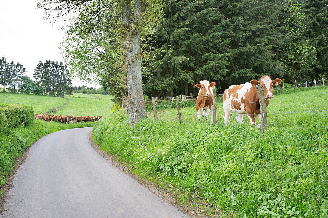 Cows Grazing At Farmland