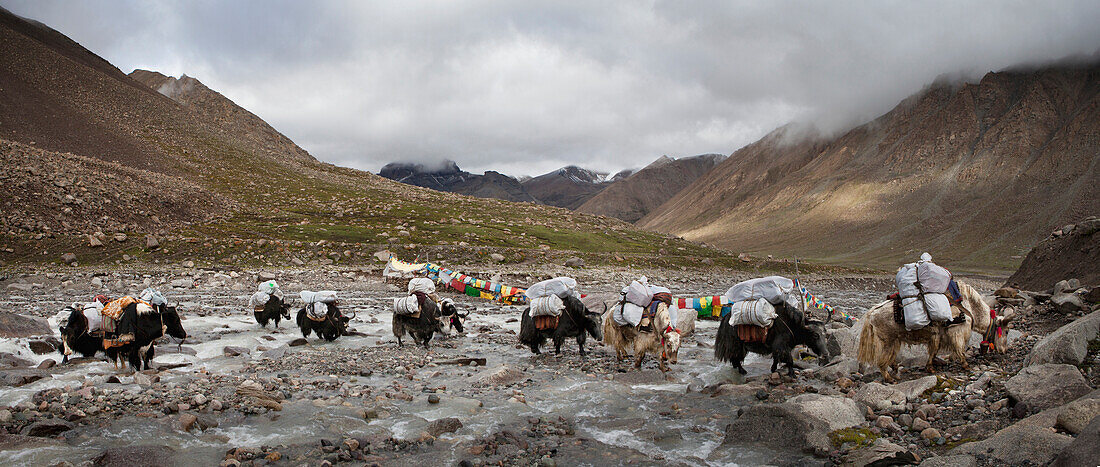 A Yak train on the Kora or pilgrim's path around Mount Kailash. Animals carrying loads across a flowing stream.