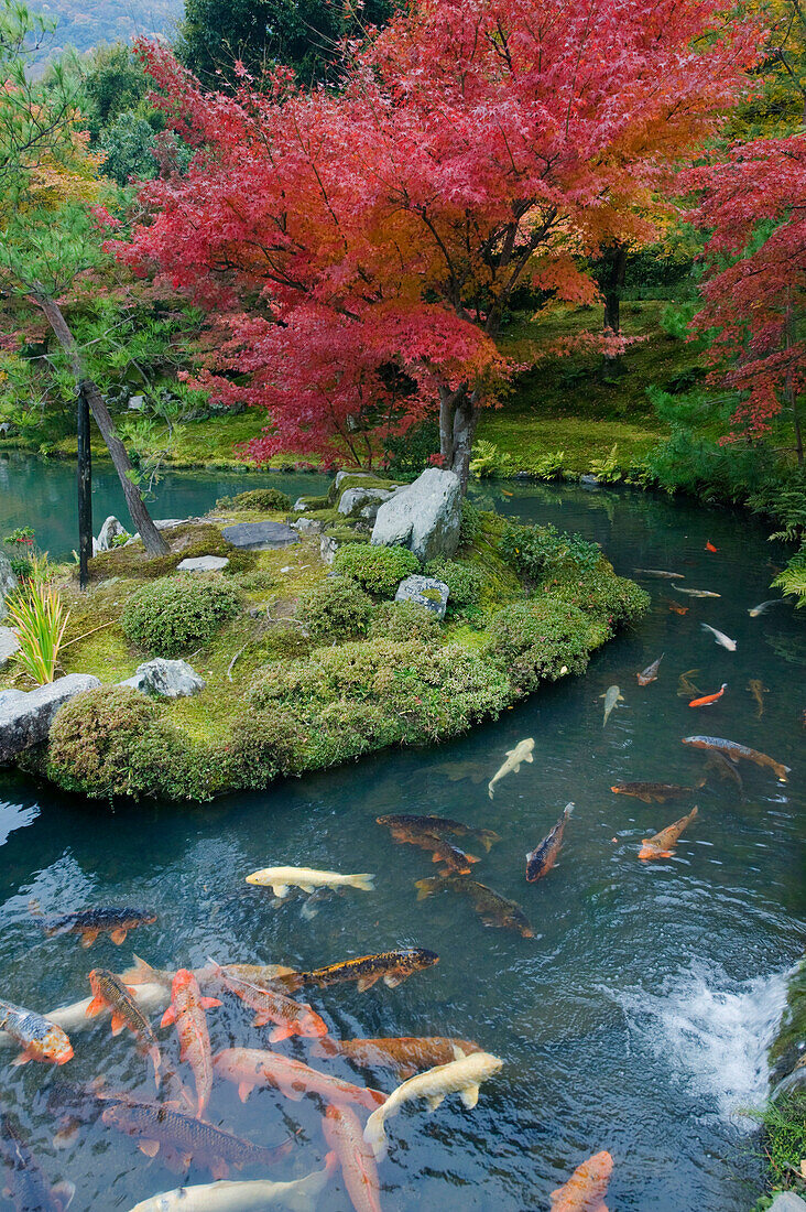 Tenryuji Temple is a Zen Buddhist temple and Garden near Kyoto, and is a national landmark. There are large koi pools.