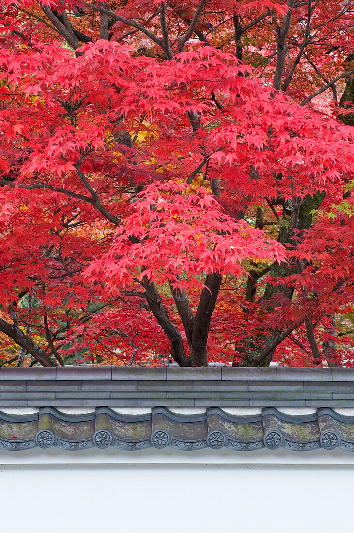 Autumn Color at Eikando Temple