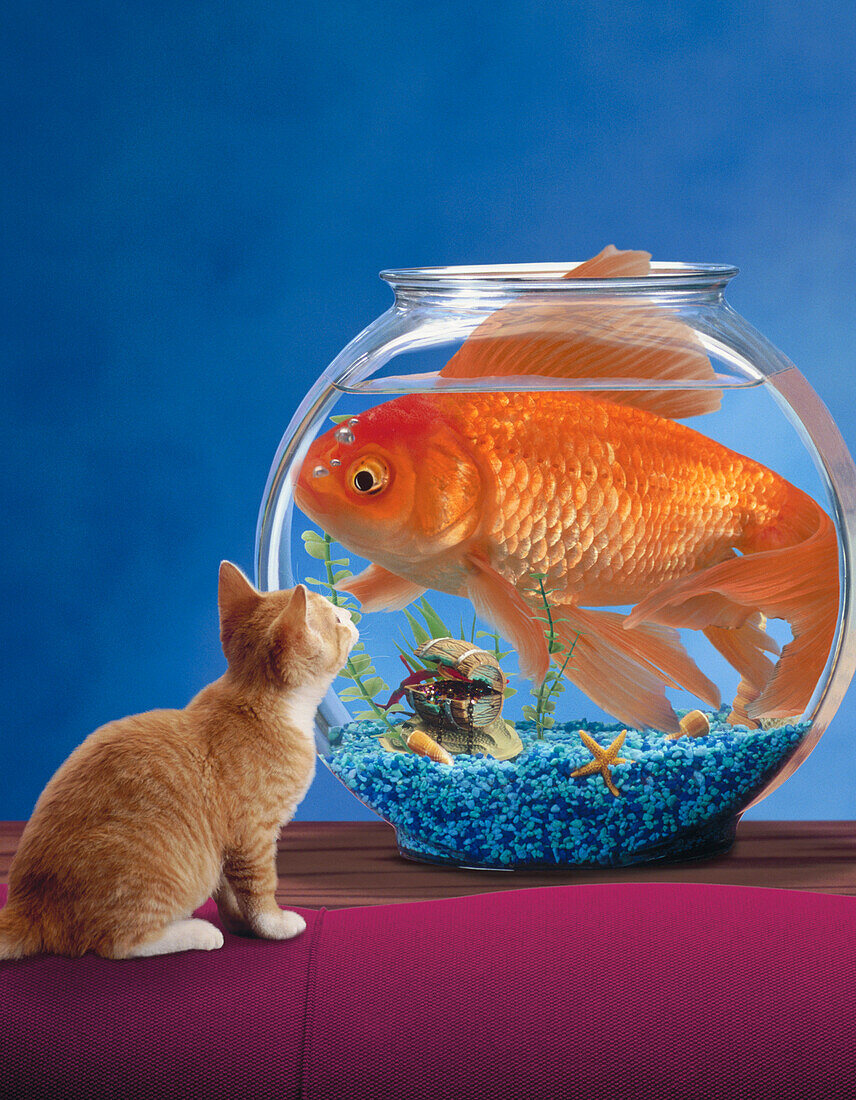 cat looking at a goldfish swimming in a glass