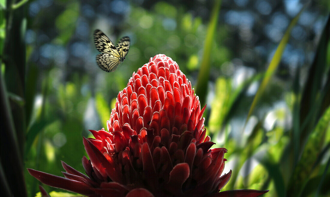 Schmetterling fliegt über Ingwerblume im tropischen Regenwald, Davao, Mindanao, Philippinen, Asien