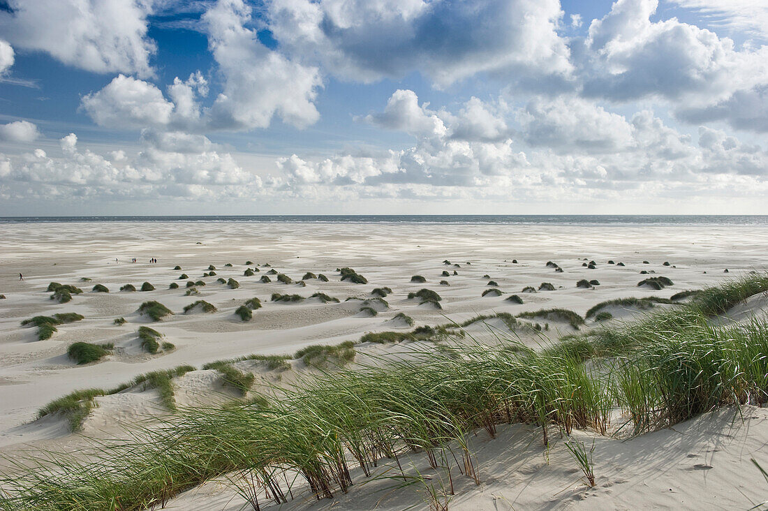 Strand und Dünen, Kniepsand bei Wittdün, Amrum, Nordfriesland, Schleswig-Holstein, Deutschland