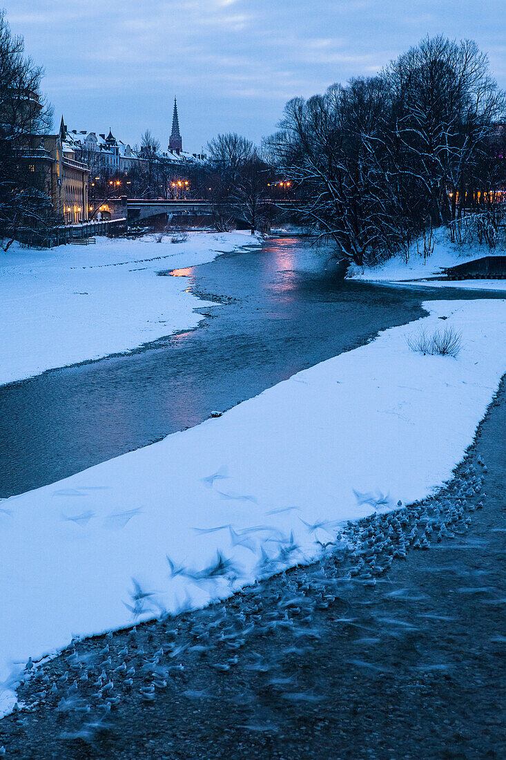 Isar and Seagulls in winter, Müllersches Volksbad, Ludwigsbrücke and Mariahilfkirche, view from Kabelsteg, Munich, Upper Bavaria, Bavaria, Germany