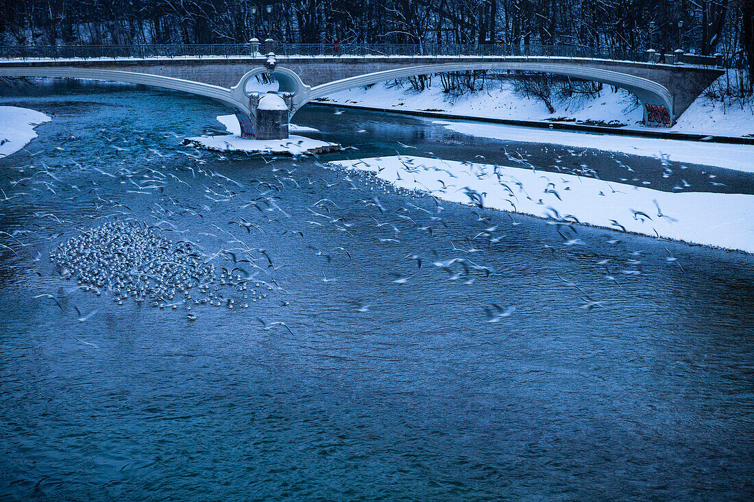 Seagulls over wintery Isar river with Kabelsteg, Munich, Upper Bavaria, Bavaria, Germany