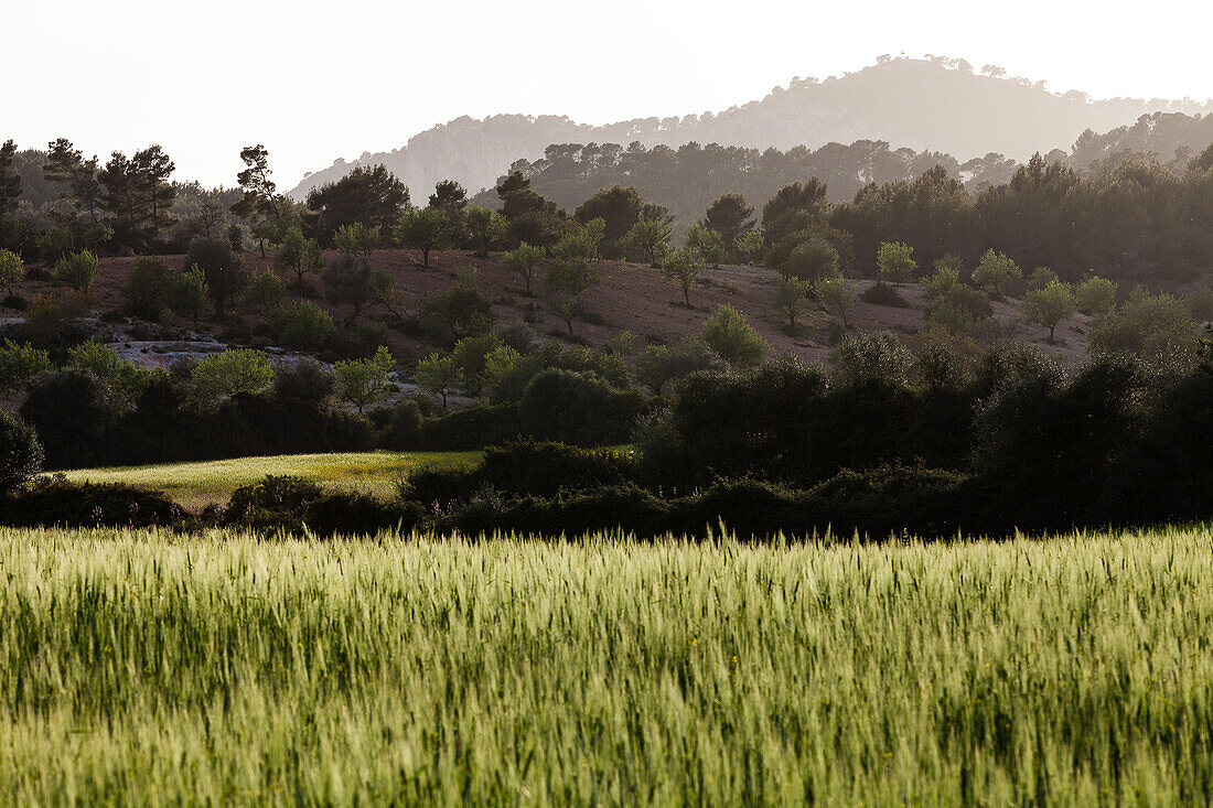 Hills, meadows and grainfield at sunset, Es Capdella, Mallorca, Spain