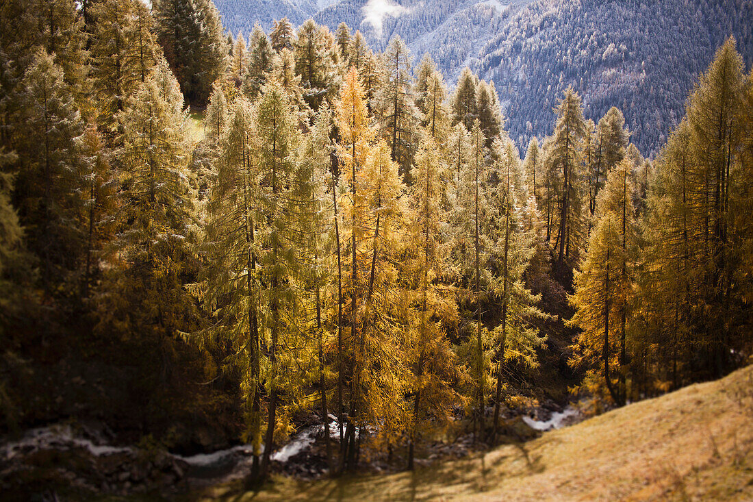 Yellow larch trees in autumn, Engadin, Graubuenden, Grisons, Switzerland, Europe