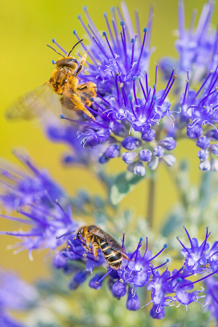 Bienen auf Blumen, Schweiz, Europa