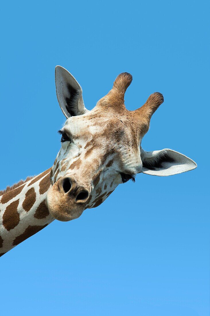 Giraffe portrait, Giraffa camelopardalis tippelskirchi