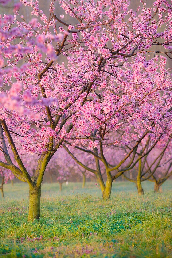 Peach trees in blossom Albermarle Cider works