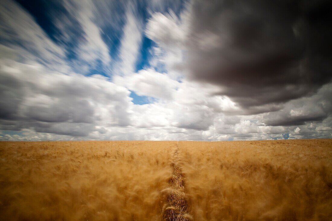 Wheat field on a windy day  Long exposure shot