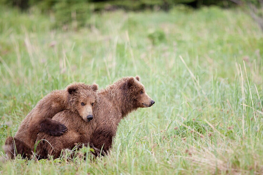 Grizzly brown bear, Ursus arctos -, Lake Clark National Park, Alaska, U S A