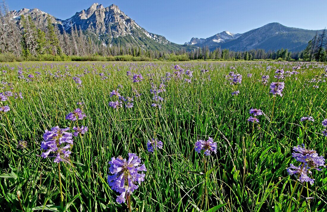 Sawtooths, Penstemon wildflowers below McGown Peak in the Sawtooth Mountains near the town of Stanley in central Idaho